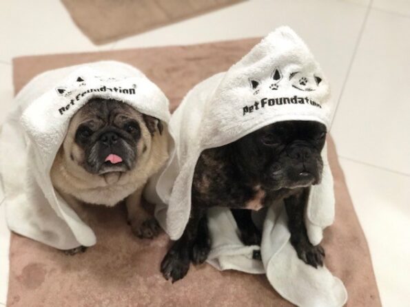 Toalha de Banho Pet - Pet Foundation