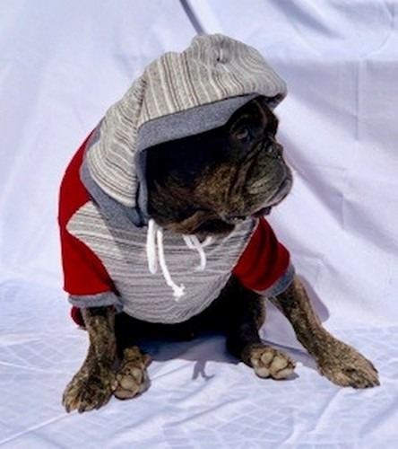 Roupinha Pet - Vinho Bordada