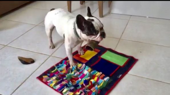 Tapete de Fuçar 1 e 2 - Pet Foundation