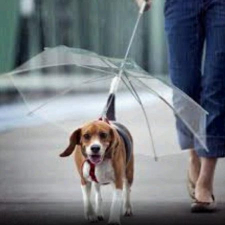Guarda-chuva Pet com Coleira