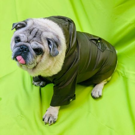 Capa Corta Vento Verde para Pet