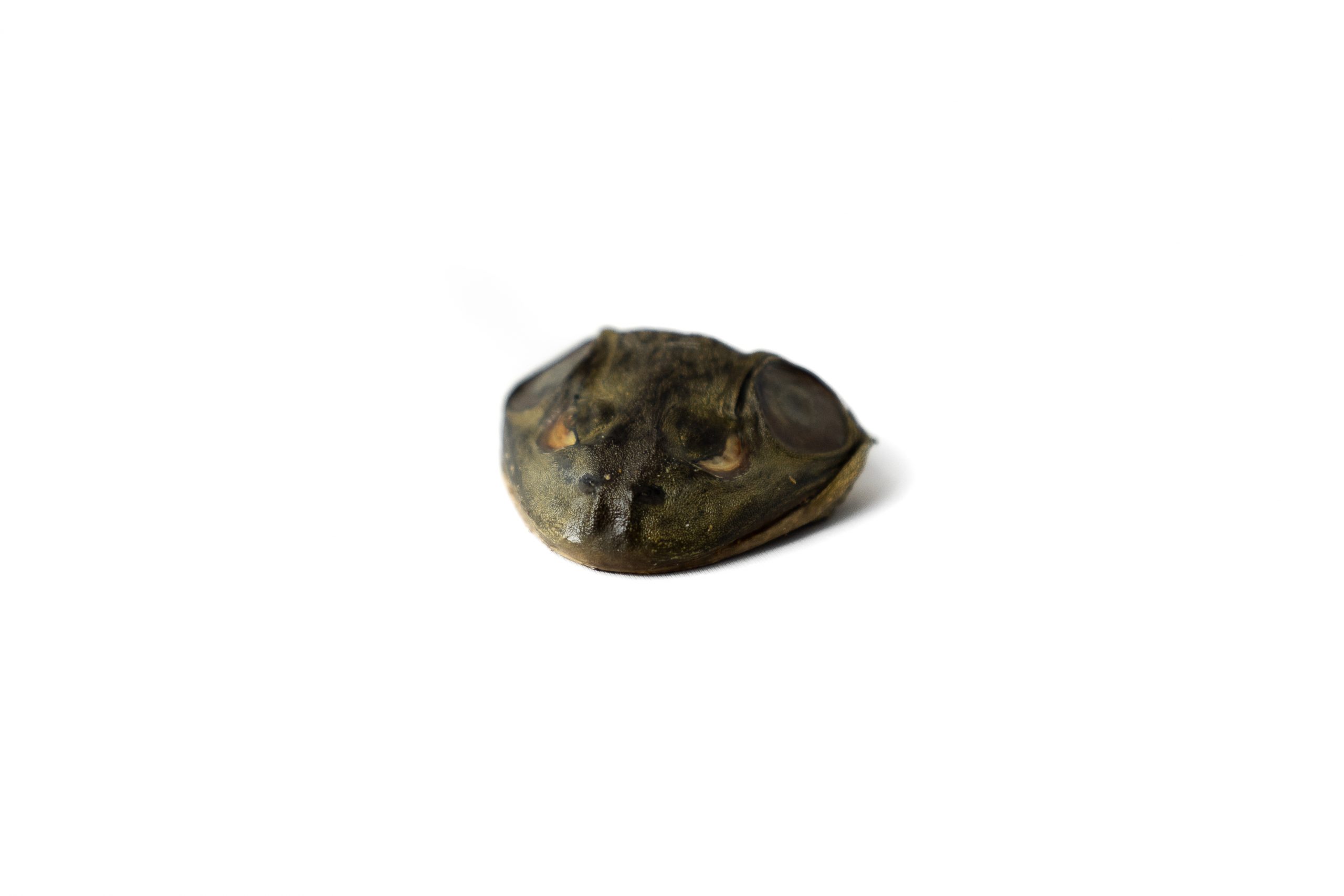 Cabeça de Rã Petisco Natural - Lecker