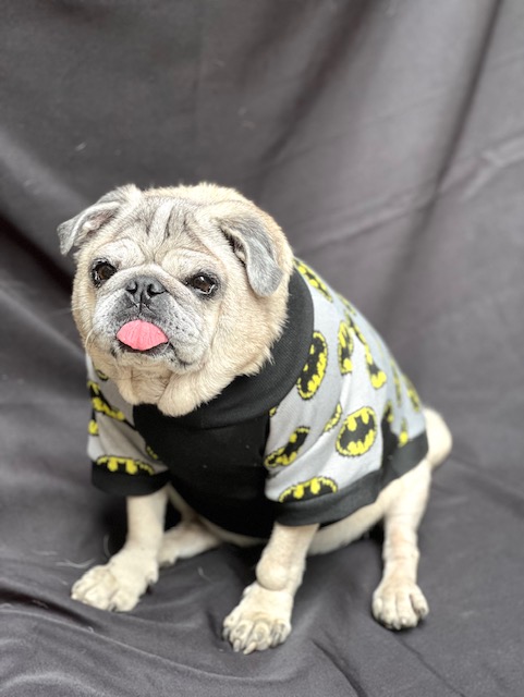 Roupinha Camiseta de Linha - Pet Foundation