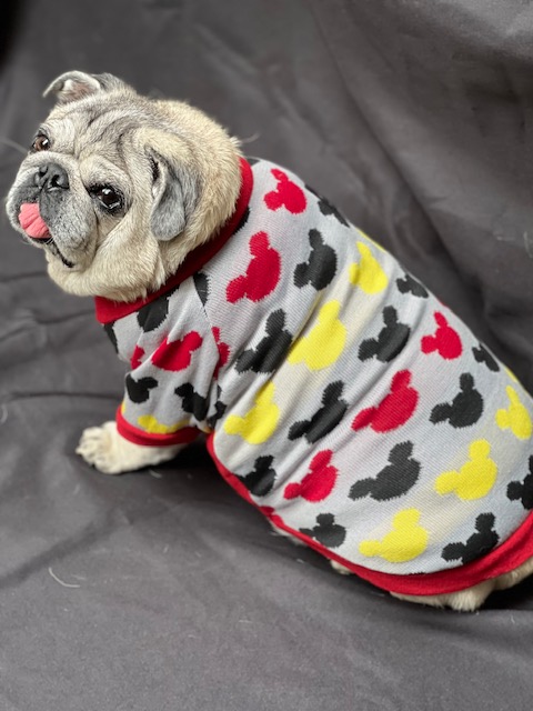 Roupinha Camiseta de Linha - Pet Foundation