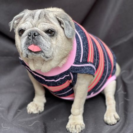 Roupinha de Linha - Pet Foundation