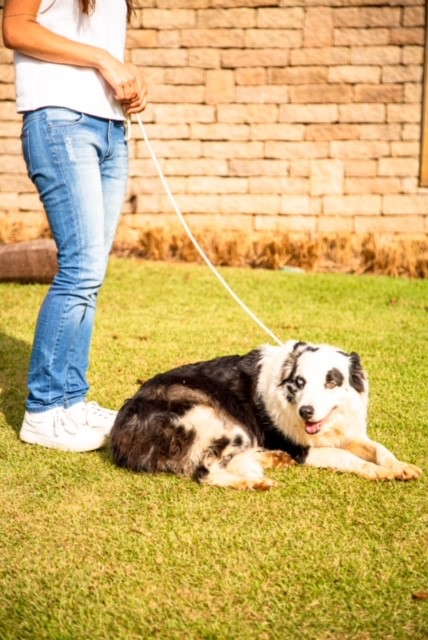 Peitoral Pet estilo Alpinista