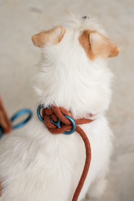 Peitoral Pet estilo Alpinista